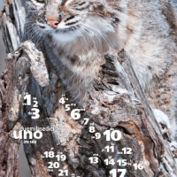 Calendario Felinus 1