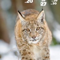 Calendario Felinus 11