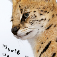 Calendario Felinus 3