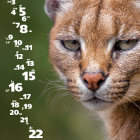 Calendario Felinus 5