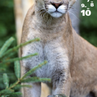 Calendario Felinus 7